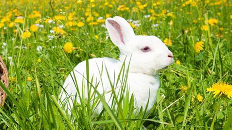 属虎的和属兔的配吗，最佳答案