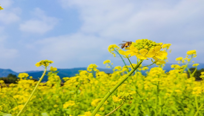 做梦梦见油菜花开了遍地