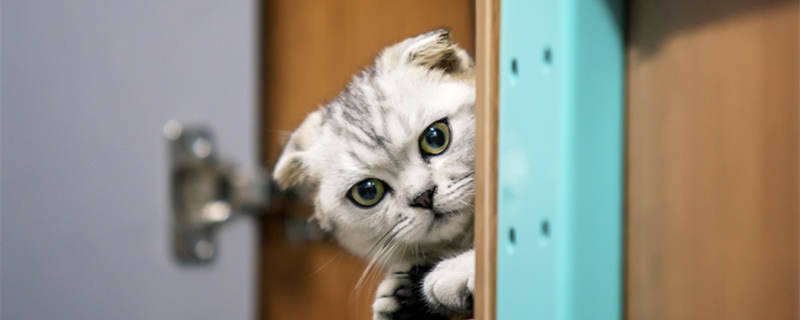 做梦梦见小猫是什么意思