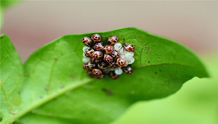 做梦梦见虫卵是什么意思 做梦梦见虫卵有什么预兆