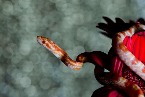 做梦梦见花蛇是什么意思 做梦梦见花蛇有什么预兆