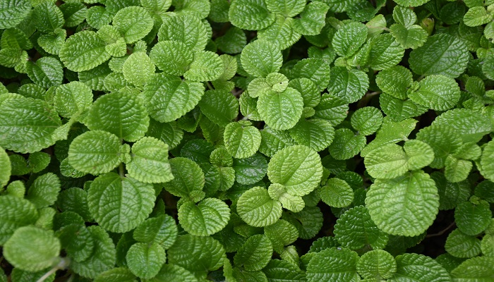 做梦梦见羊齿科植物是什么意思 做梦梦见羊齿科植物有什么预兆