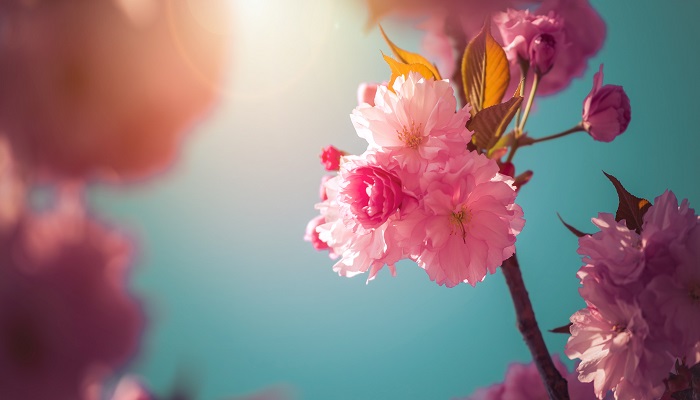 孕妇做梦梦见桃花生了儿子是什么意思 孕妇做梦梦见桃花生了儿子有什么预兆