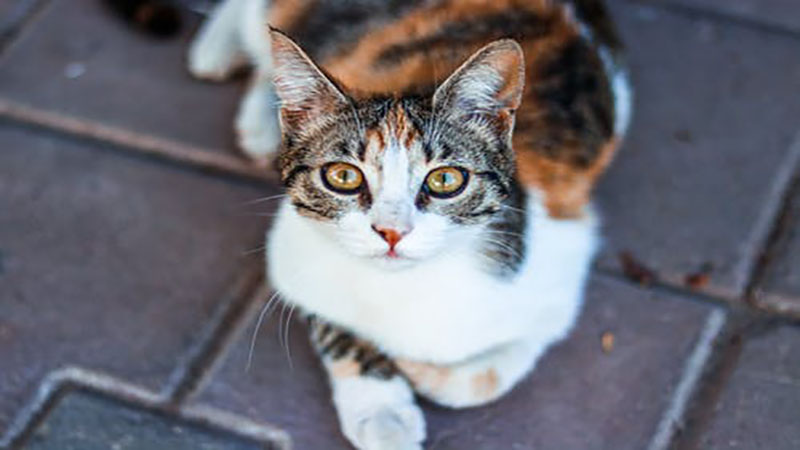 做梦梦见被猫挠
