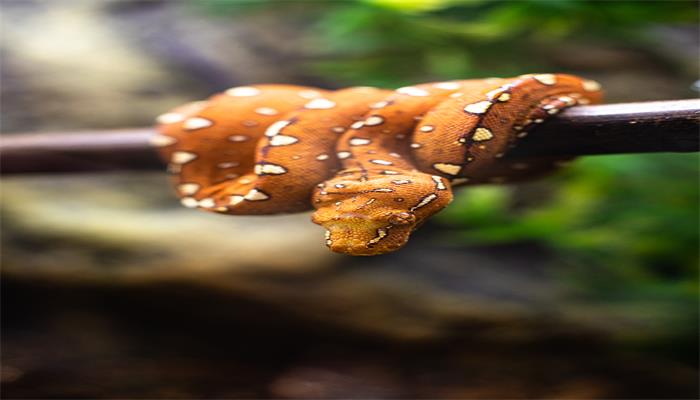 做梦梦见自己打蛇寓意