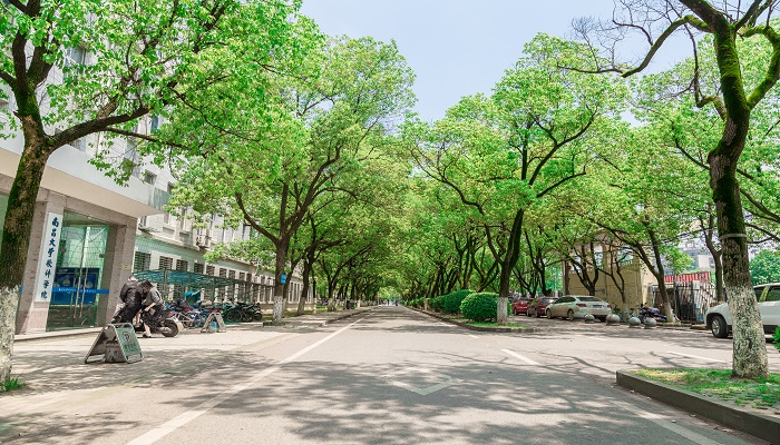 做梦梦见槐树是什么意思 做梦梦见槐树有什么预兆