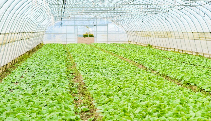 做梦梦见别人的菜地里菜长得好