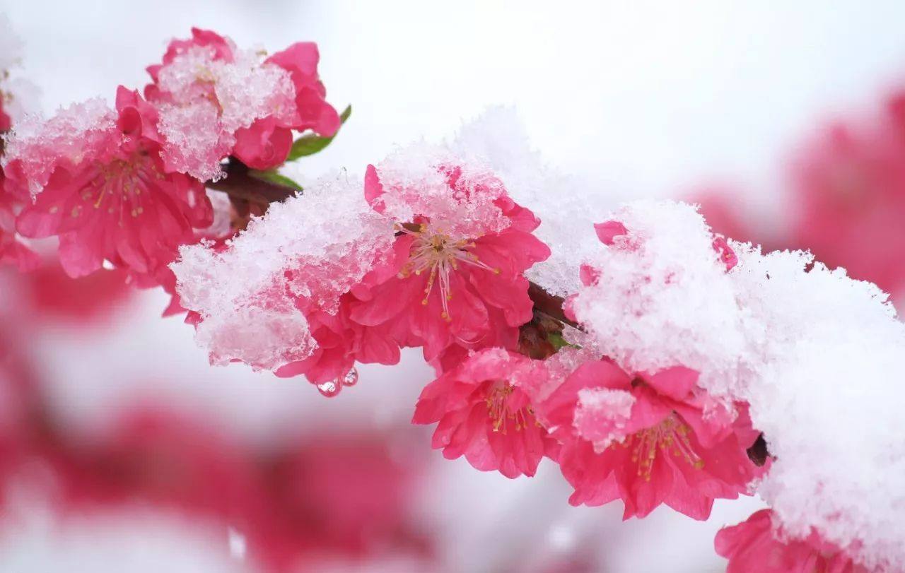 做梦梦见梅花是什么意思