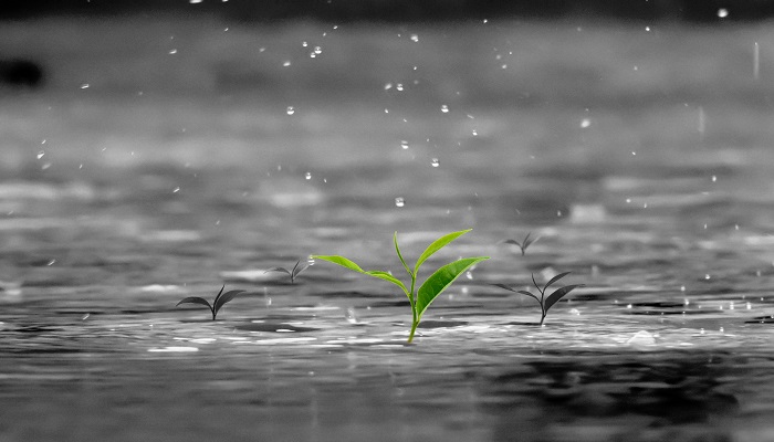 做梦梦见下大雨涨水是什么征兆