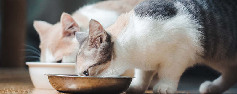 做梦梦见一窝小猫崽是什么意思