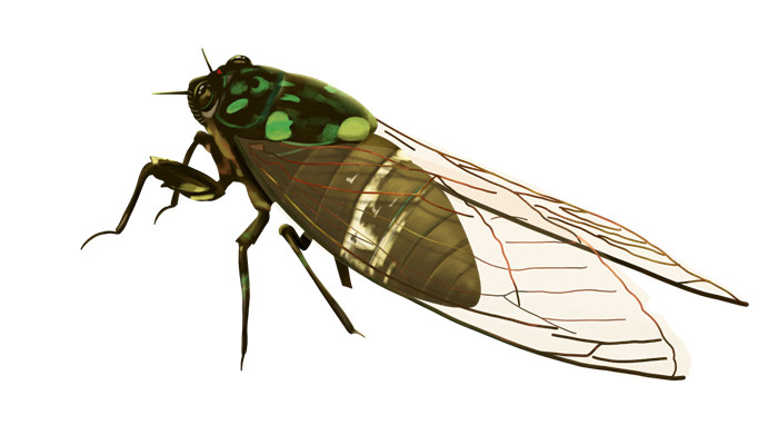 做梦梦见蝉脱壳是什么意思