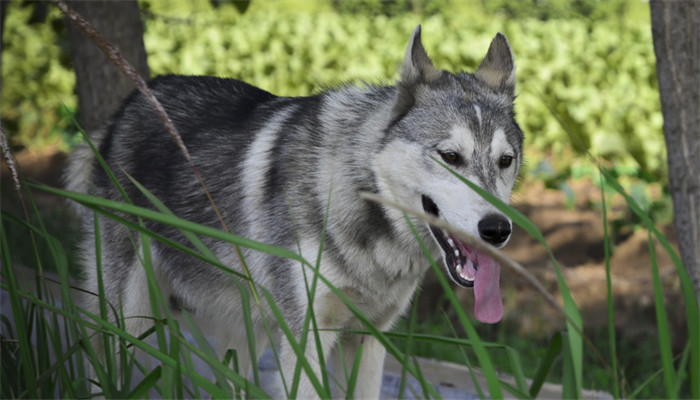 做梦梦见恶犬但没有咬到我