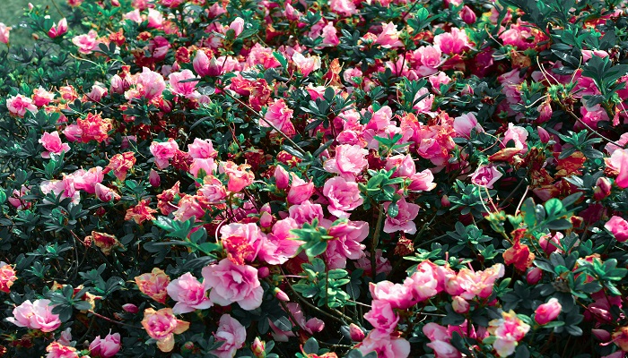 做梦梦见芍药花