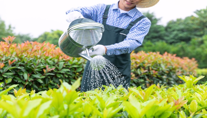 做梦梦见浇水是什么意思