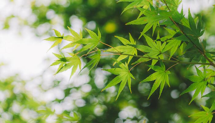 女人做梦梦见绿色植物盆栽
