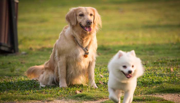 做梦梦见很多狗围着自己