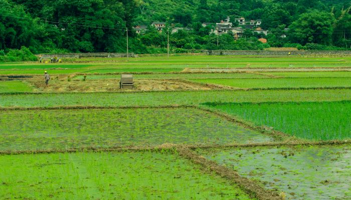 做梦梦见乡间小路是什么意思 做梦梦见乡间小路有什么预兆