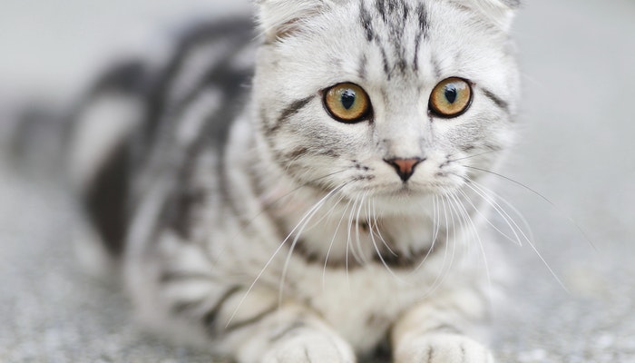 做梦梦见家里来了陌生的猫