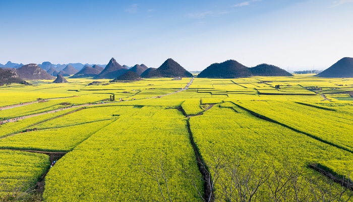 做梦梦见菜圃是什么意思 做梦梦见菜圃有什么预兆