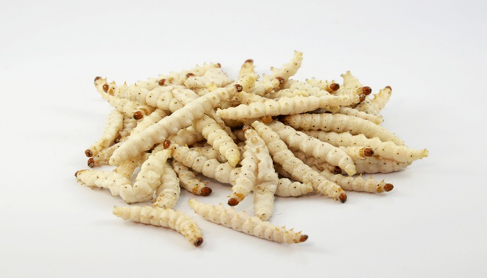 做梦梦见密密麻麻的虫子是什么意思
