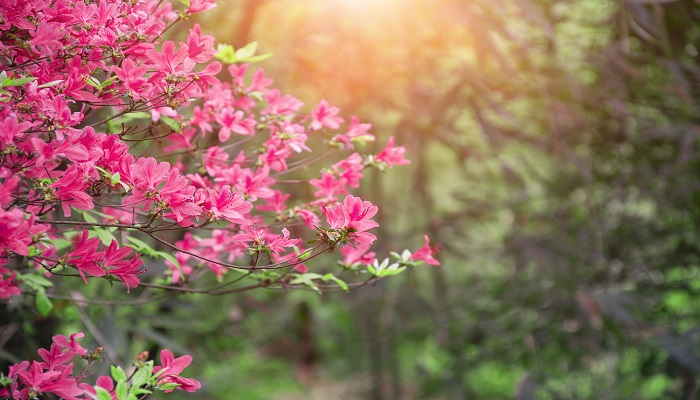 做梦梦见杜鹃花是什么意思 做梦梦见杜鹃花是什么预兆