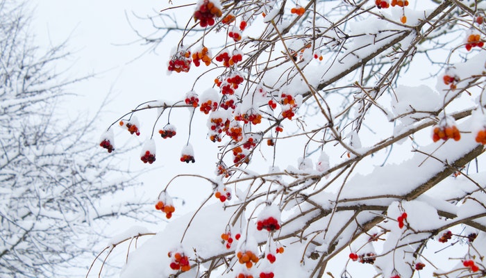 做梦梦见下大雪了
