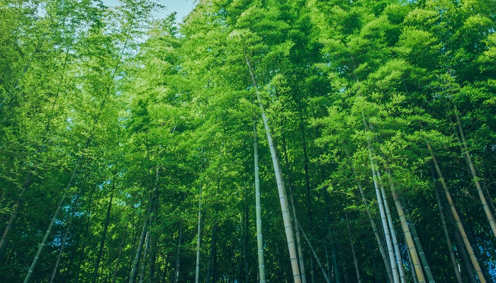 做梦梦见竹林是什么意思 做梦梦见竹林有什么预兆