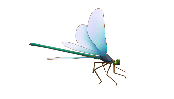 做梦梦见蜻蜓是什么意思 做梦梦见蜻蜓有什么预兆
