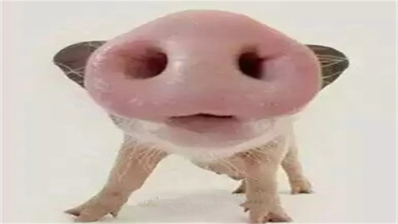 属猪人2019运势，详细介绍