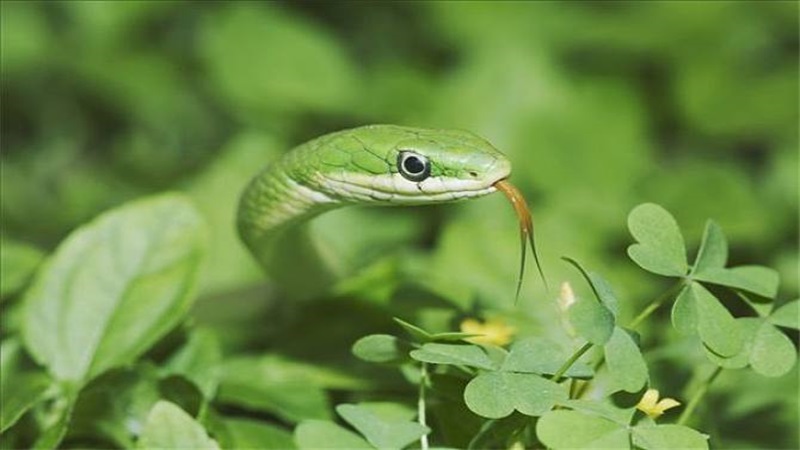 2020年属蛇人的全年运势，最佳答案