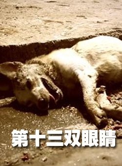 第十三双眼睛