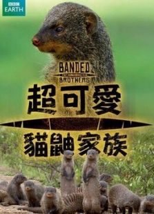 暴徒猫鼬兄弟