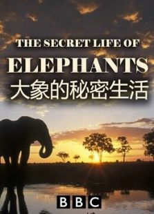 大象的秘密生活