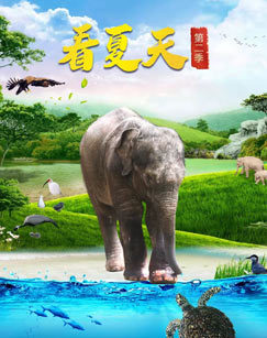 看夏天 第二季