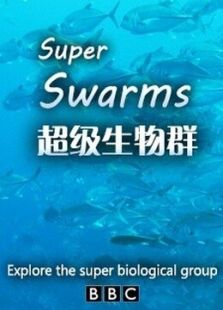 超级群体
