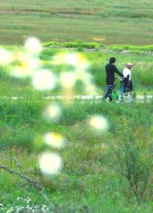 牵牛花2012