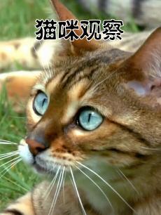 猫咪观察