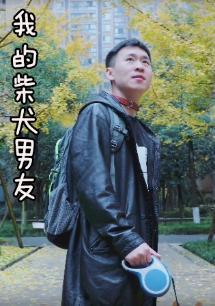 我的柴犬男友