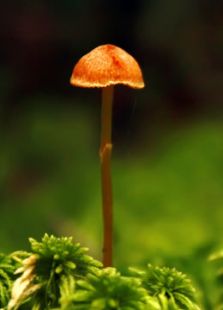 新东方小学实验—微生物发酵
