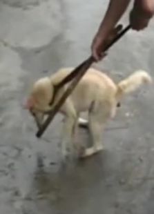 热狗